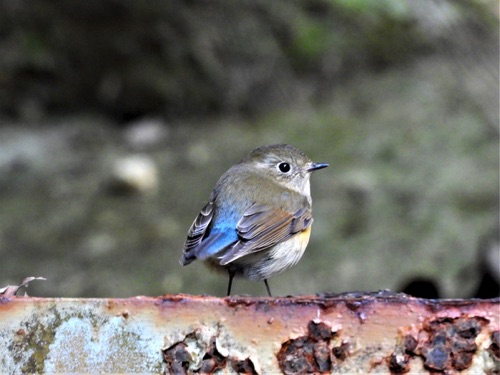 Red-flanked Bluetail